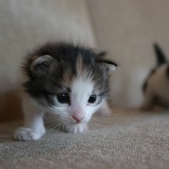 Trio For Flute, Tuba and Piano (2016)