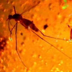 Help! I'm Being Fossilized!!