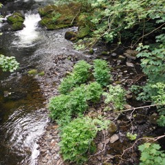 photosynthesis - disquiet0669