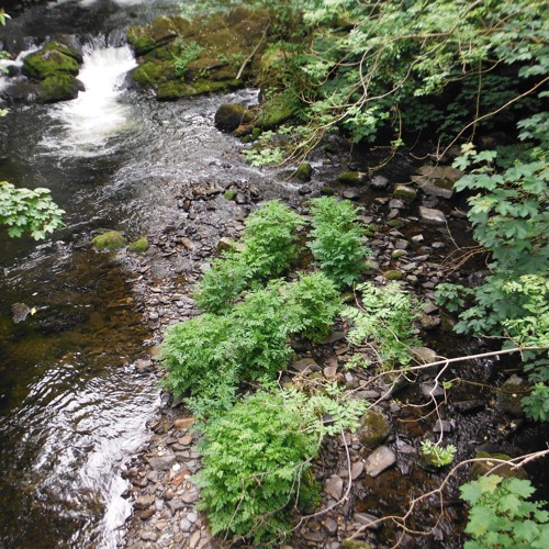 photosynthesis - disquiet0669