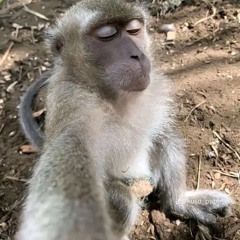 Cover Fully N4k EIEI