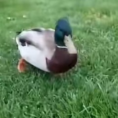 I don’t like this song :(