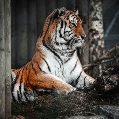 Sabretooth