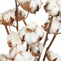 ambia (intro album version) work in progress