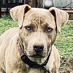 The Tennessee Blues .m4a