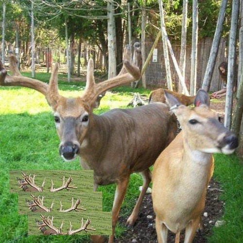 deer ranch w/ davi mh, noghead & tenn (p. sai)