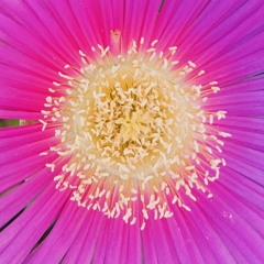 campanas y flores si bemol mayor - 25:7:25, 1.36