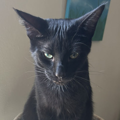 cat food (cattag demo)