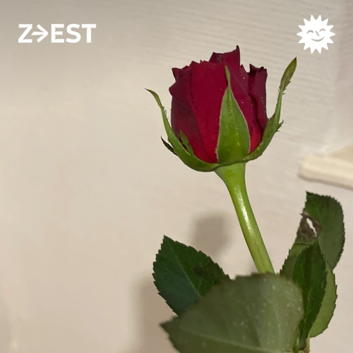 Dengo - Marguarita Tempête Soundcloud podcast image for