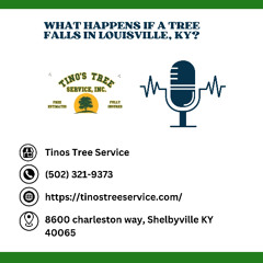 What Happens If a Tree Falls in Louisville, KY?