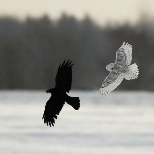 if i die (prod. quintuple)