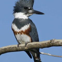 Belted Kingfisher