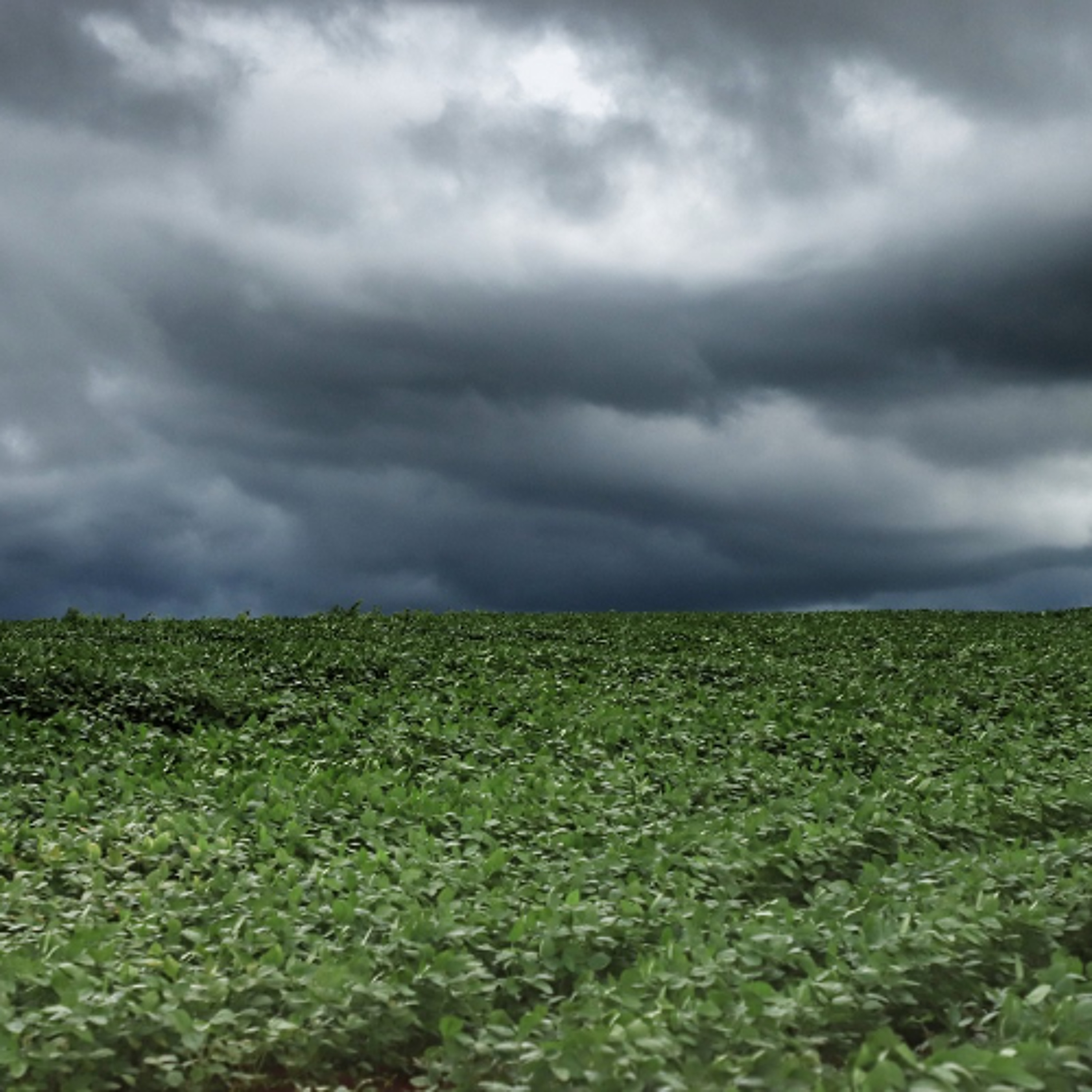 El Niño coloca agricultores em alerta para chuvas intensas no segundo semestre episode artwork