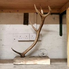 the point of an antler (disquiet0616)