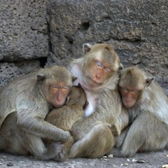 Lazy Baboons