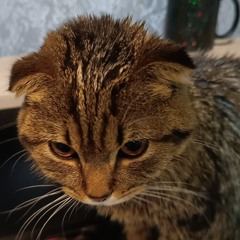 TESTOSTERONE FUNK - TOKYOSLEEP  by maybe.mp3