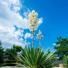 JDMD - EBT (JoDhurt Freestyle)