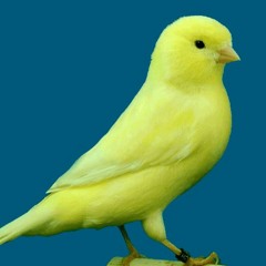Canary Bird - اقوى تغريد كناري للتسميع و تهييج الاناث للتزاوج صوت رقم 10