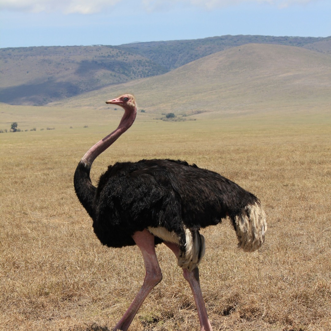 Ostrich Method Stream episode New Path Perspective Blog: Note To Self: Nix The Ostrich ...