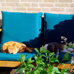 Couch Catatoes