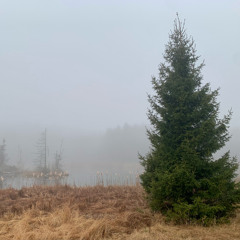 Dawn Soundscape at Ovre Kärret