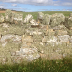 Stone