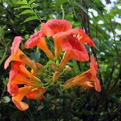 The Trumpet Vine (cover)