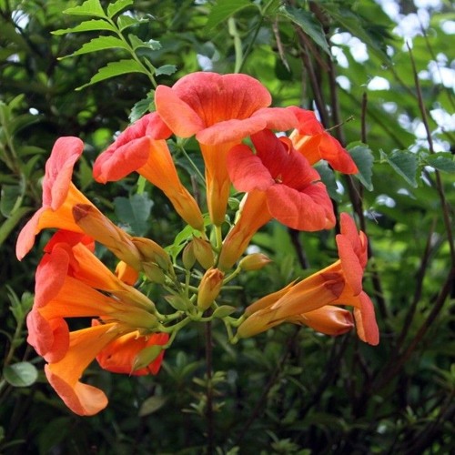 The Trumpet Vine (cover)