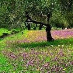 سورة البقرة بصوت وديع اليمني