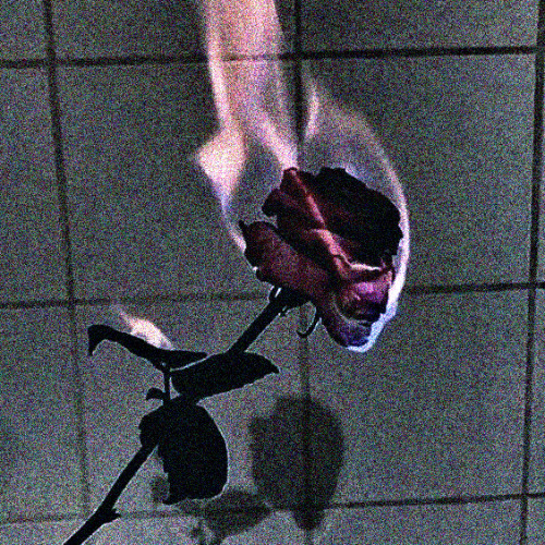 red rose || speed up