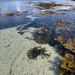 Seaweed shallows near Eoligarry jetty, Isle of Barra, 26th June 2023
