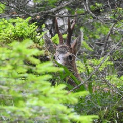 Aboiements du Chevreuil européen, un 19 juin 2023, à Paimpont (35)