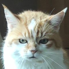 Tekke