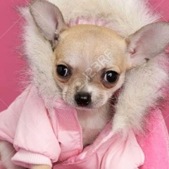 Ayesha Erotica - Close