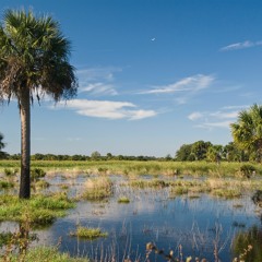 Florida #3