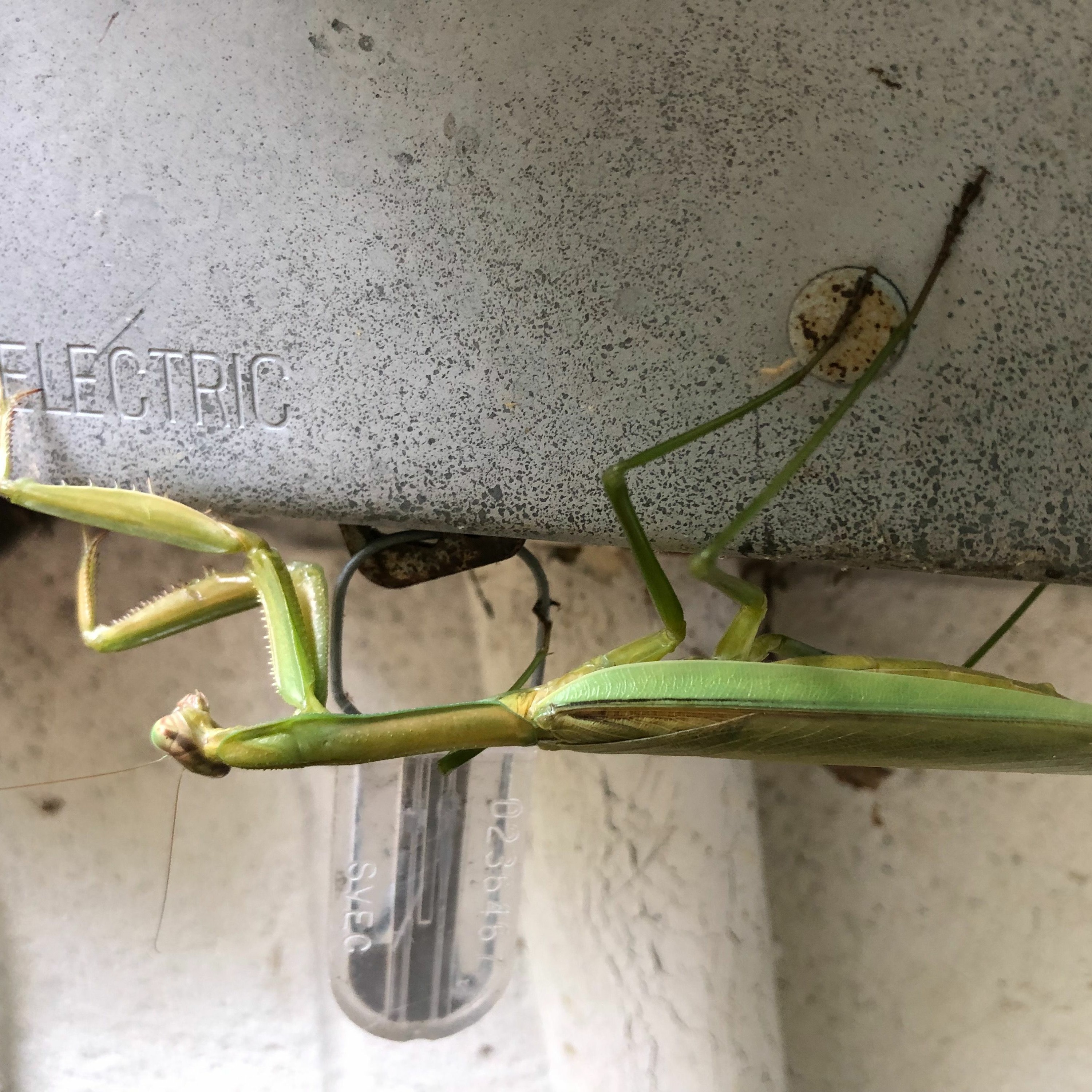 La Mantis Religiosa episode artwork