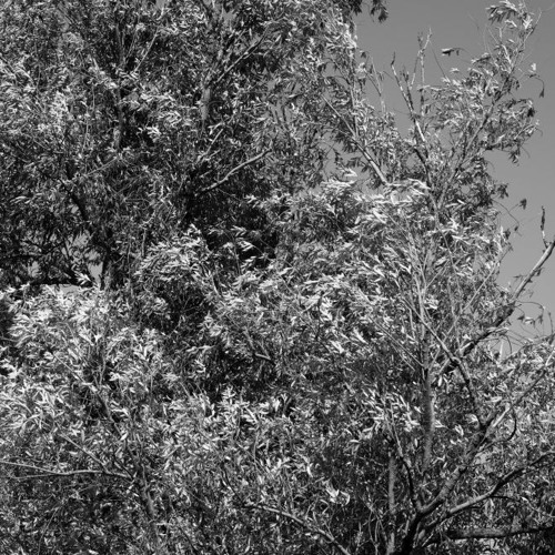 Aube  [Arthur Rimbaud]