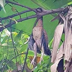 WM - ANGELS LIKE YOU ( ANDREEFRMNSYHH ) #SUPER DUPER VVIP EXPRESS