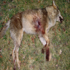 der wolf ist tot