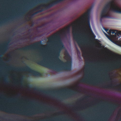 Electrifiying Mojo | Free Bandcamp Exclusive