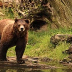 Review Special Price Sitka Shore Excursion: Bears Raptor Center & Totem Park Tour (Small Group)