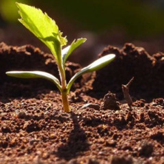 Sinfonie Nr.3 "Erdmann" – Satz Nr.4 – Orchester,Synthesizer,Balafon,Bolon