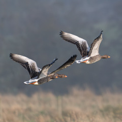 Greylag Geese with Wing BeatsFlyover