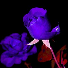 Nur Sie Darf - Ufo361 💜sped up💜