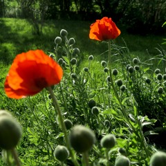 5/20/23 Beautiful Polish Music, Monte Cassino & Polish TV Host Reports from America