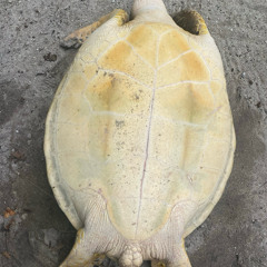 Papal Wottegai we ft. Mellow