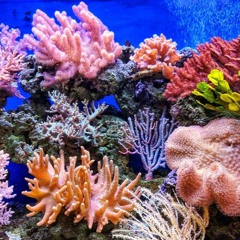 Coral