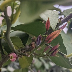 Test March