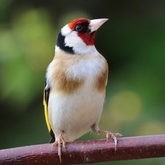 Goldfinch song, Gloucestershire, England, July 1976