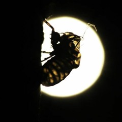 Cicadas at Night (live raw field recording) - Austin Davis
